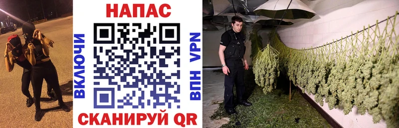 Конопля MAZAR  Льгов 
